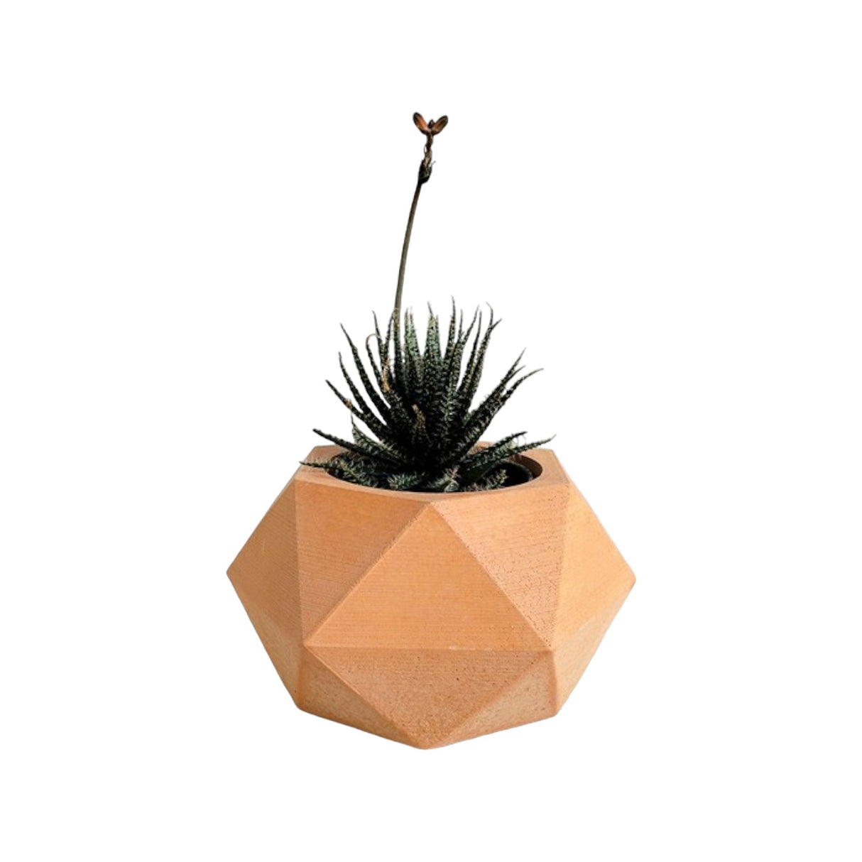 Matera de mesa Adara Petty Terracota 7x7cm de Cemento Hexagonal de 0.2 Litros - Jardineria | Bylmo