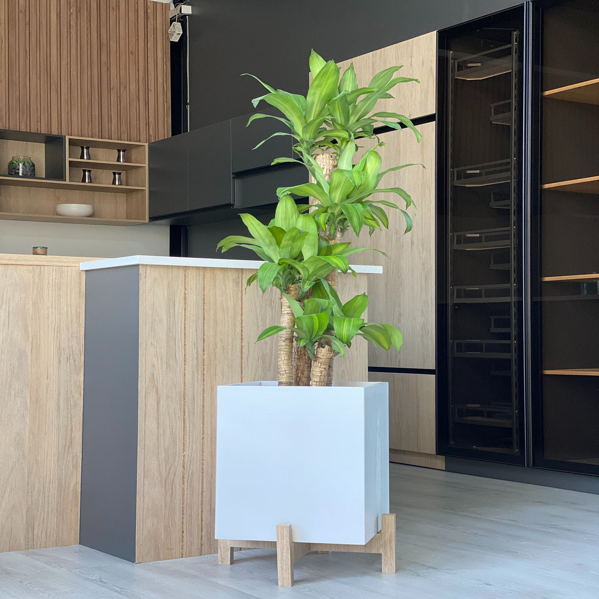 Matera Lucia Cafe 30x30cm Cuadrada Tradicional de Piso - Materas y Macetas | Bylmo