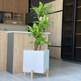 Matera Lucia Cafe 30x30cm Cuadrada Tradicional de Piso - Materas y Macetas | Bylmo