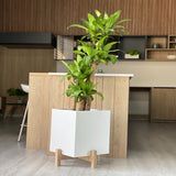 Matera Lucia Cafe 30x30cm Cuadrada Tradicional de Piso - Materas y Macetas | Bylmo