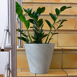 Matera Tubus Beton Gris Concreto 20x18cm Cónica De Escritorio - Materas y Macetas | Bylmo