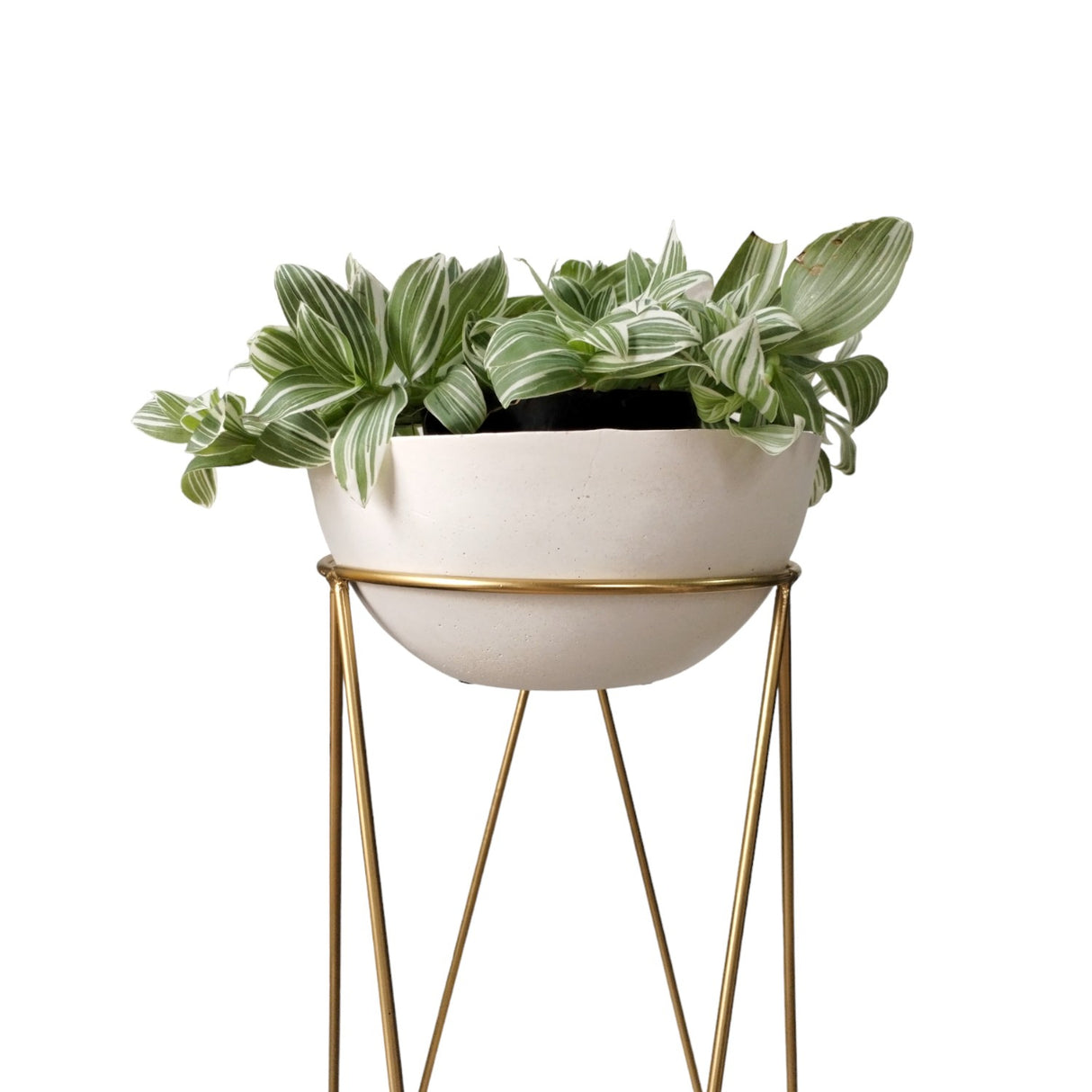 Combo Matera Bowl Mediana Cónica Blanco y Dorado 24x11cm Tradicionales De Piso Con Base Metálica - MATERAS Y MACETAS | Bylmo