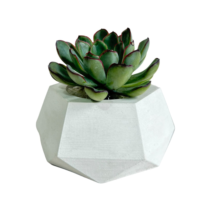 Matera De Mesa Pequeña Jade Blanco 14x6.5cm Hexagonal