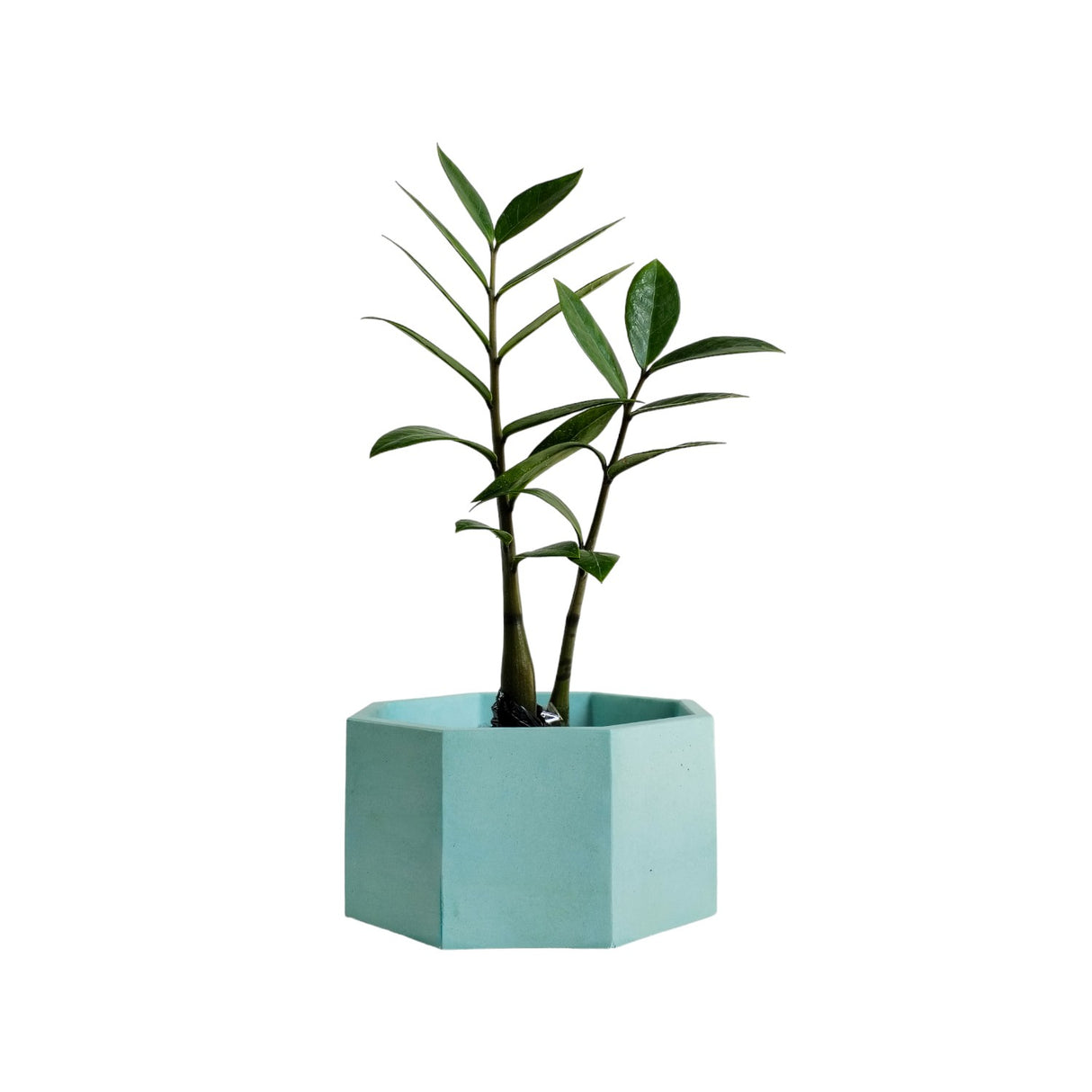 Matera de mesa Mediana Terrario Aguamarina 18x8.5cm Hexagonal - MATERAS Y MACETAS | Bylmo