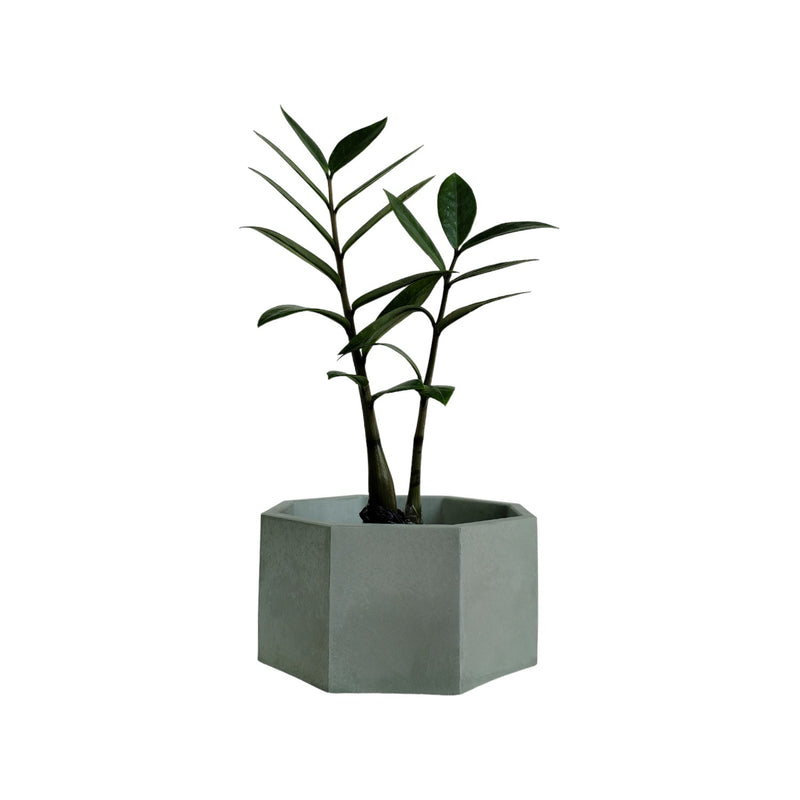 Matera De Mesa Mediana Terrario Verde Oliva 18x8.5cm Hexagonal