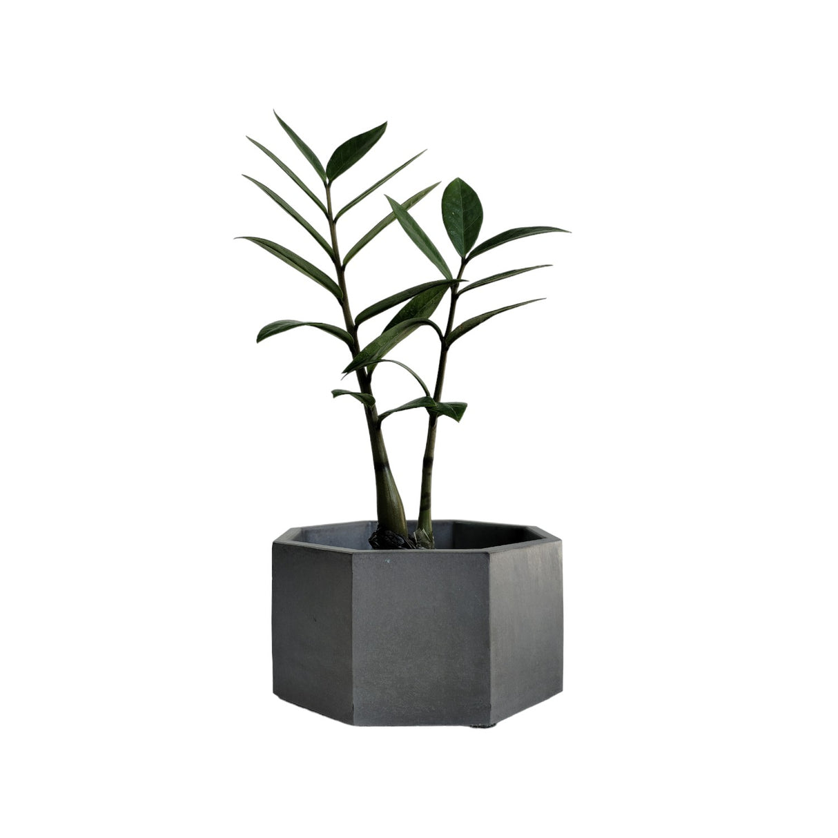 Matera de mesa Mediana Terrario Negro 18x8.5cm Hexagonal - MATERAS Y MACETAS | Bylmo