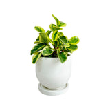 Matera de mesa Mediana María Blanco 14.5x13cm Cónica - MATERAS Y MACETAS | Bylmo