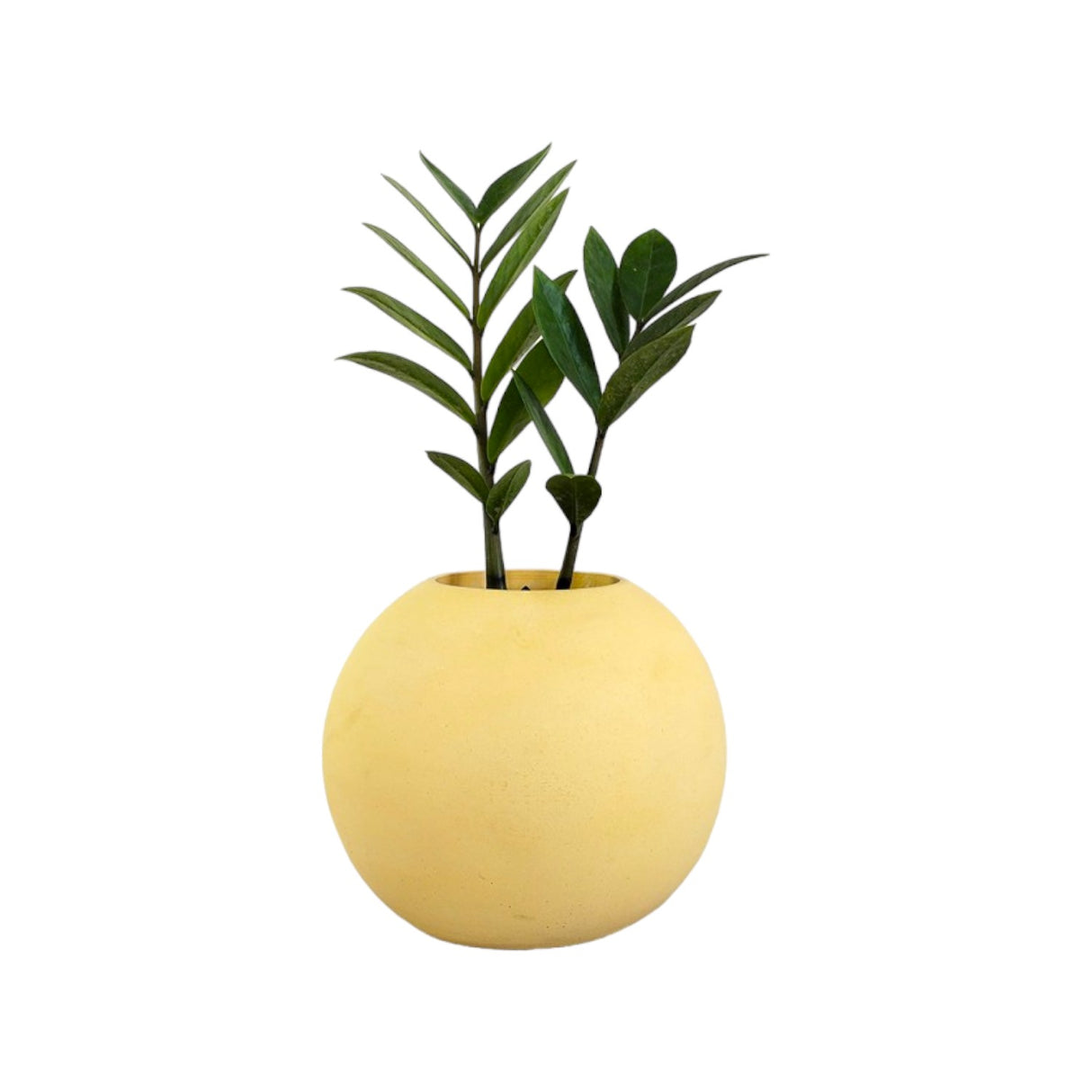 Matera de mesa Luna Amarillo 12x12cm de Cemento Circular de 1.4 Litros - Jardineria | Bylmo
