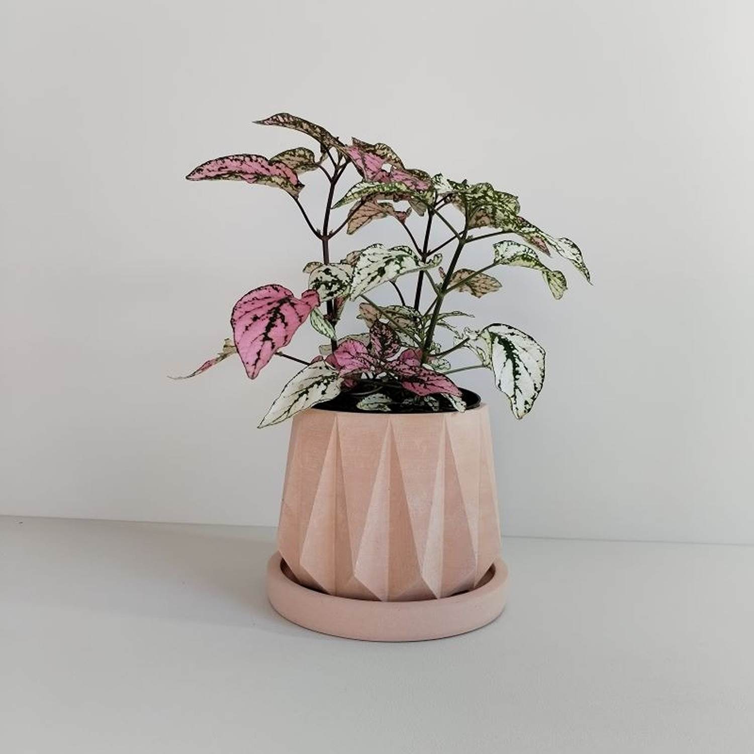 Matera de mesa Lirio Palo de Rosa 10x2cm de Cemento Circular de 0.2 Litros - Jardineria | Bylmo