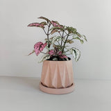 Matera de mesa Lirio Palo de Rosa 10x2cm de Cemento Circular de 0.2 Litros - Jardineria | Bylmo