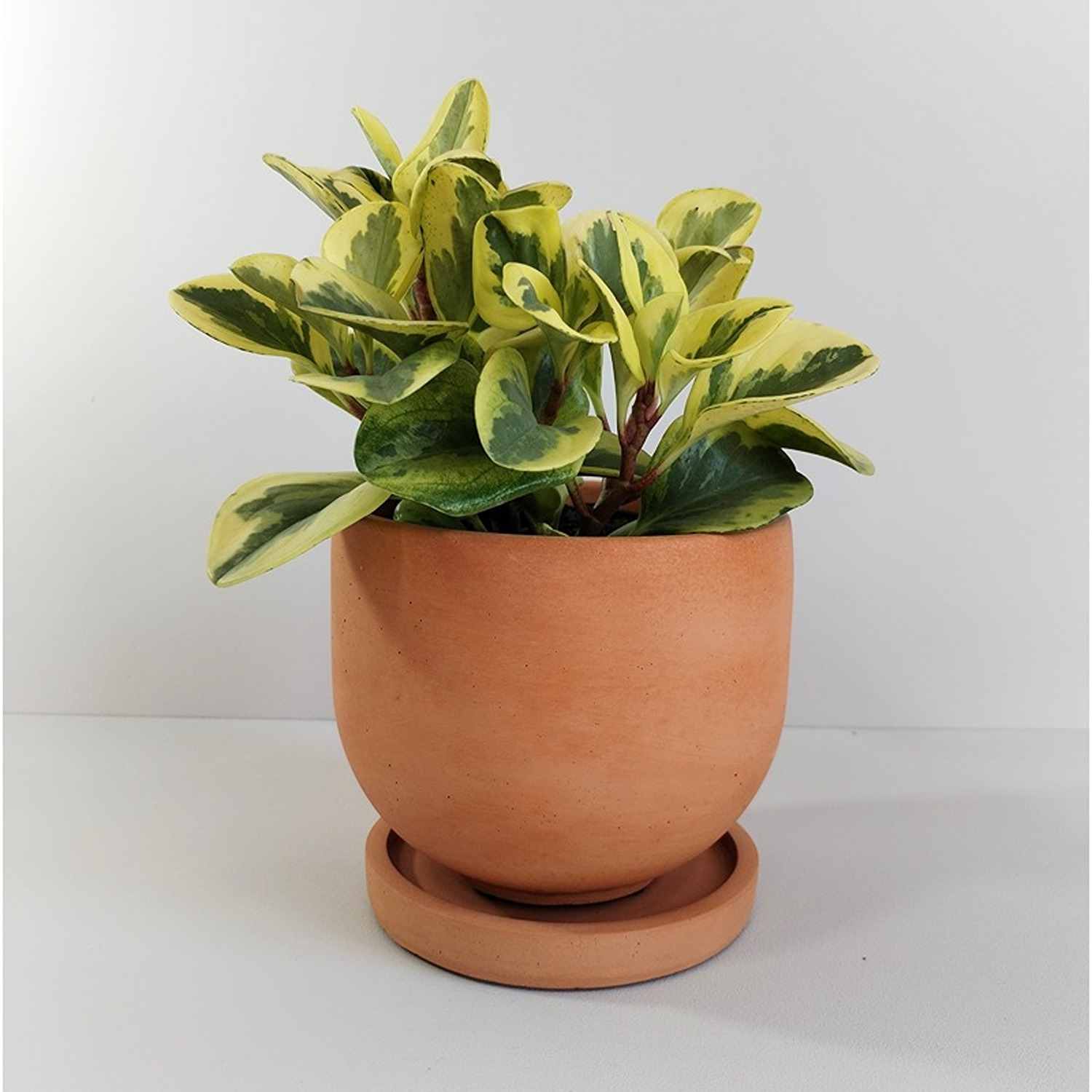 Matera de mesa María Terracota 15x13cm de Cemento Circular de 2.3 Litros - Jardineria | Bylmo