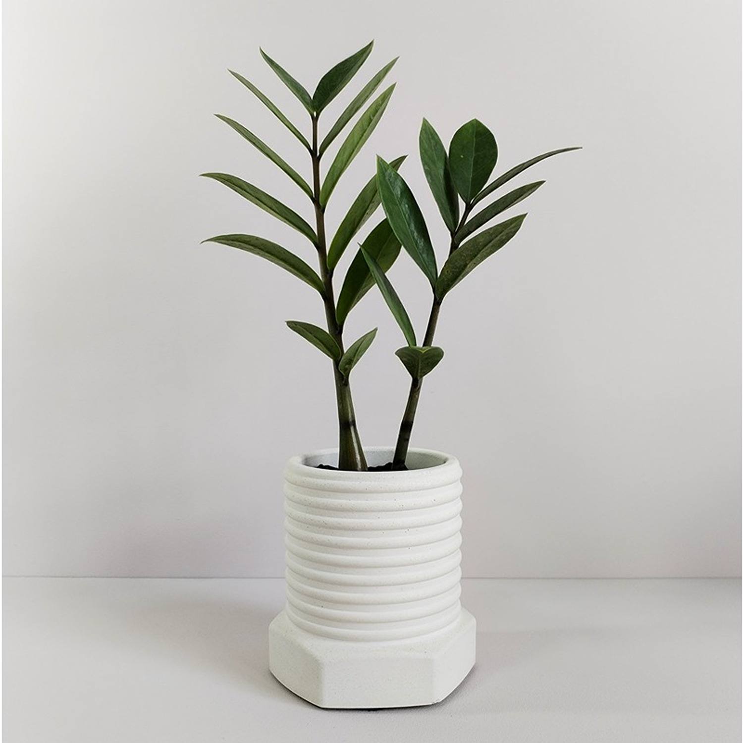 Matera de mesa Tornillo Blanco 10x10cm de Cemento Circular de 0.8 Litros - Jardineria | Bylmo