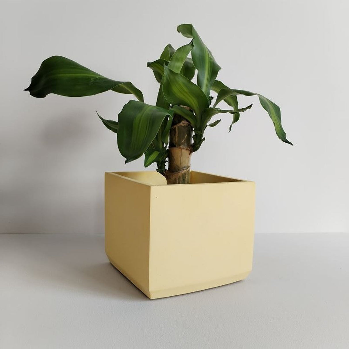 Matera de mesa Eloisa Amarillo 15x15cm de Cemento Cuadrado de 3.4 Litros - Jardineria | Bylmo