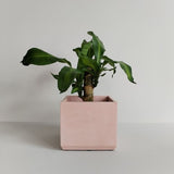 Matera de mesa Eloisa Palo de Rosa 15x15cm de Cemento Cuadrado de 3.4 Litros - Jardineria | Bylmo